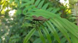 صورة Molipteryx lunata (Distant 1900)