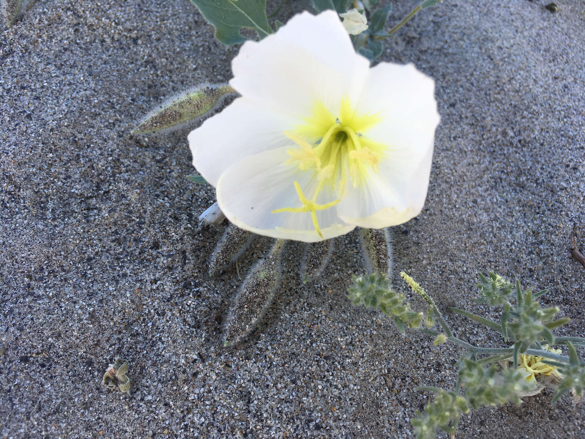 Imagem de Oenothera deltoides Torr. & Frem.