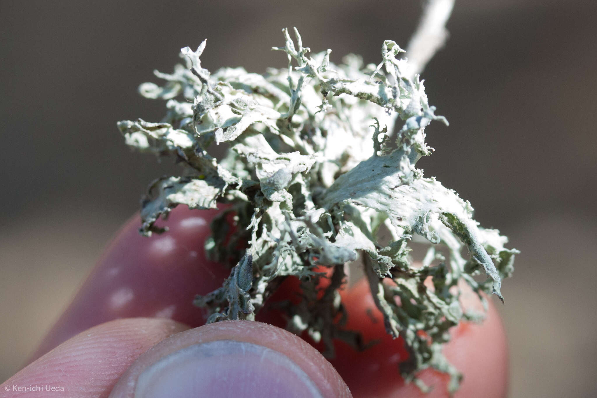 Image of Ramalina canariensis J. Steiner