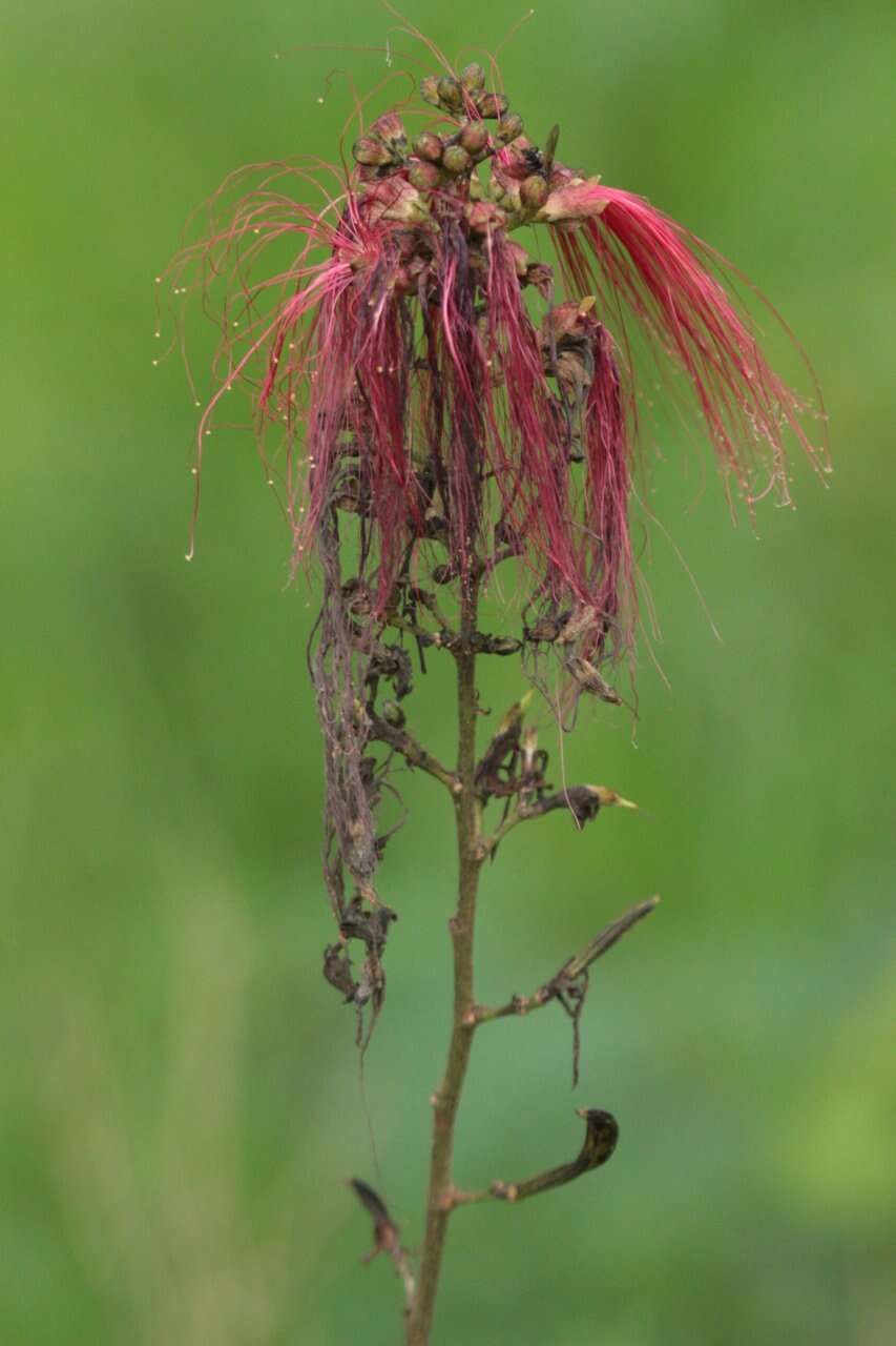 Imagem de Calliandra houstoniana var. anomala (Kunth) Barneby