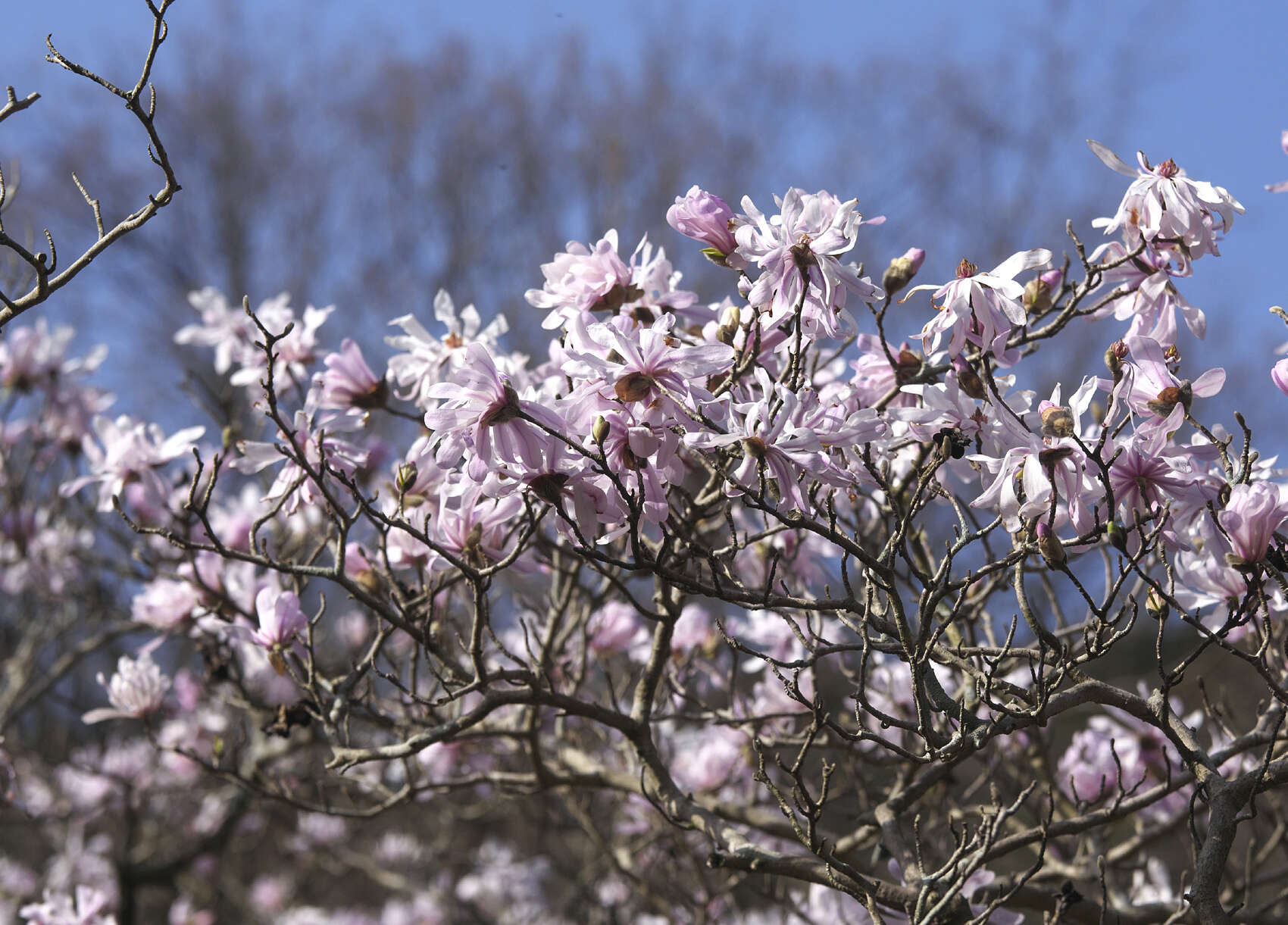 Image of Star Magnolia