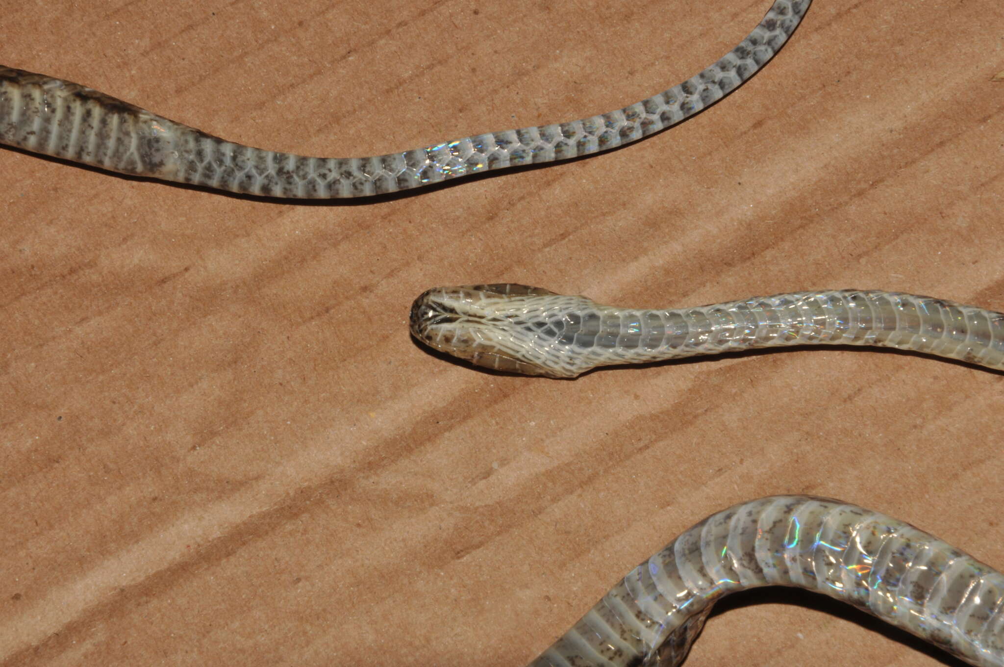 Siphlophis longicaudatus (Andersson 1901) resmi