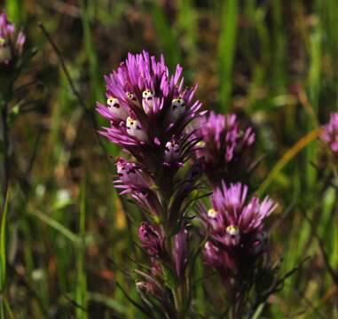 Image of Castillejinae