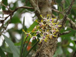 Dendrobium canaliculatum R. Br. resmi