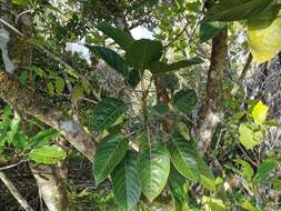 Plancia ëd Hancea integrifolia (Willd.) S. E. C. Sierra, Kulju & Welzen