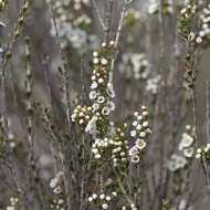 Thryptomene micrantha Hook. fil.的圖片