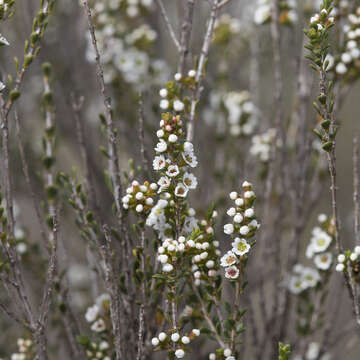 Image of Thryptomene micrantha Hook. fil.