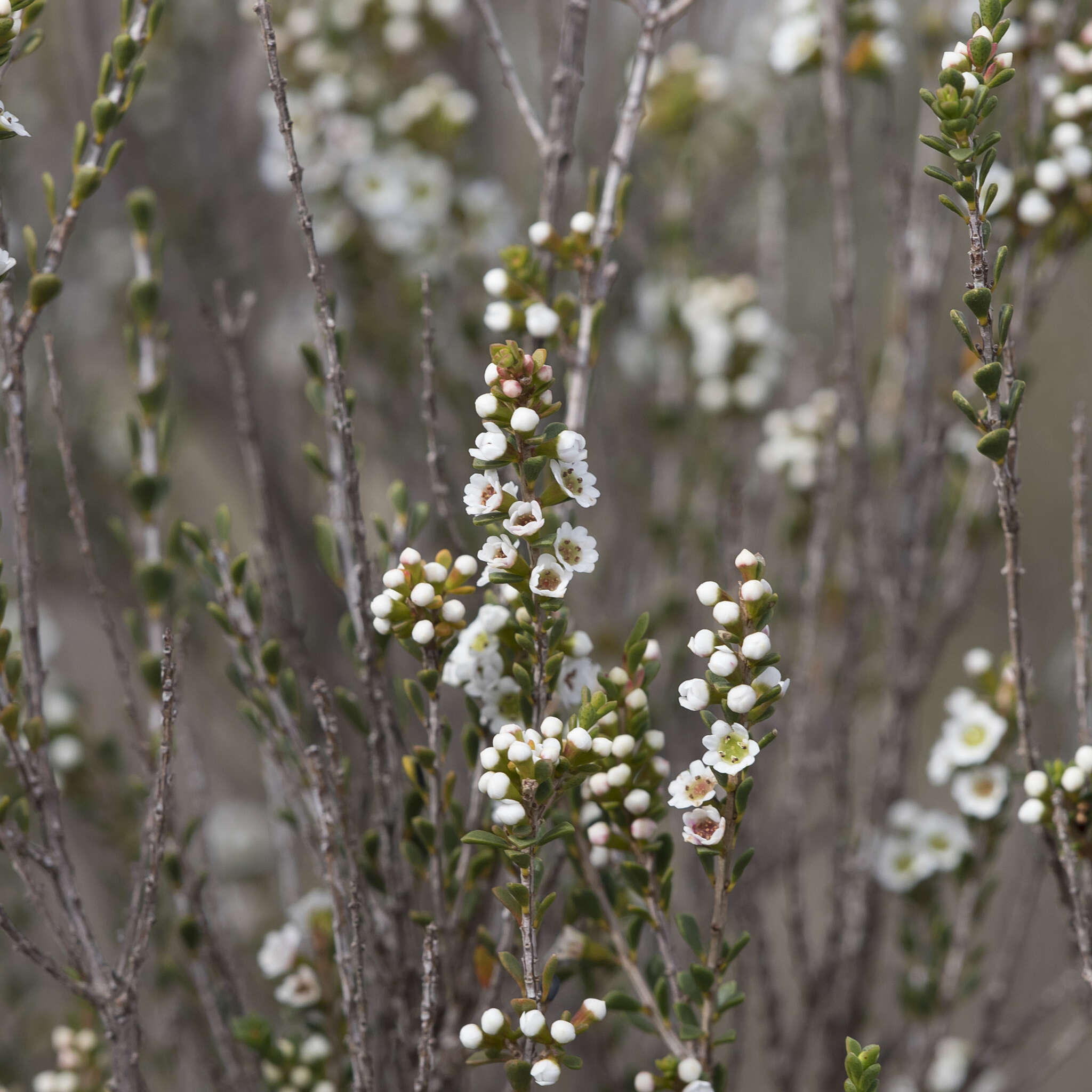 Thryptomene micrantha Hook. fil. resmi