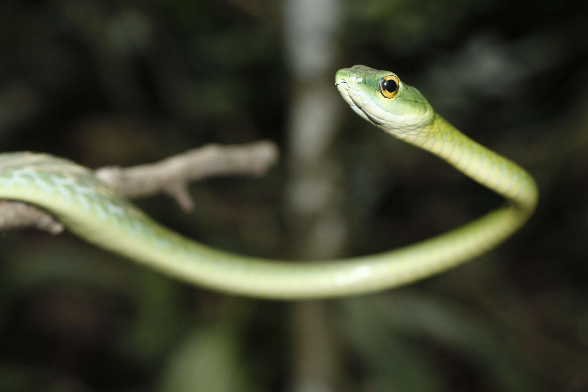 Image of Leptophis ahaetulla praestans (Cope 1868)