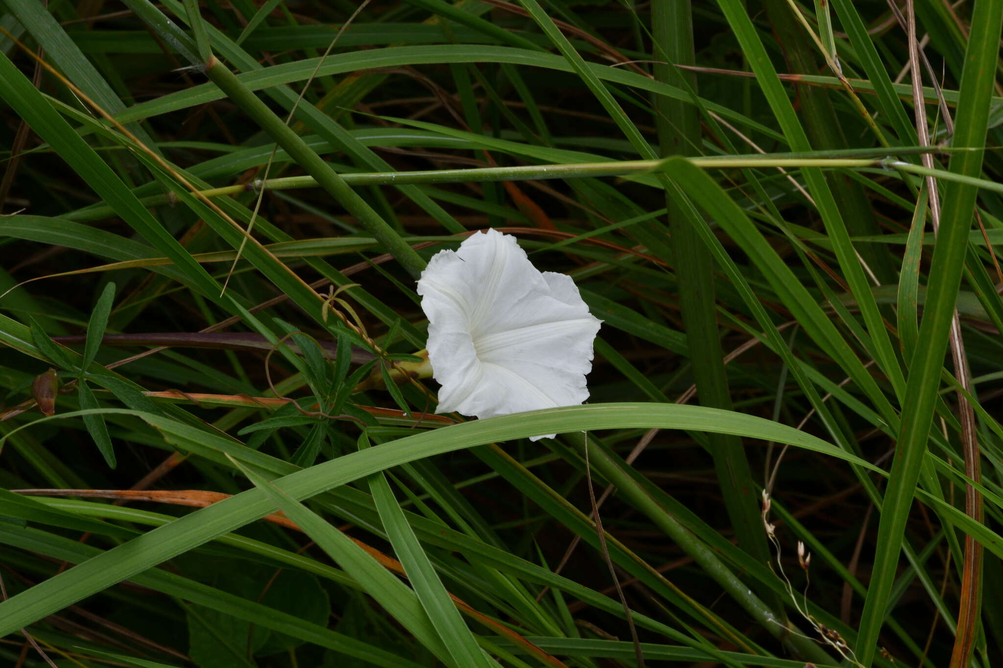 Image of Distimake quinatus (R. Br.) A. R. Simões & Staples