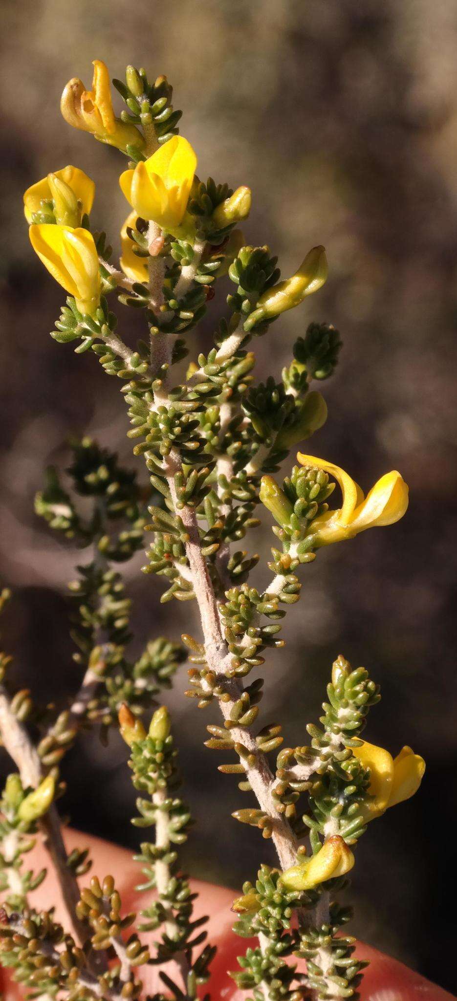 Image of Aspalathus lactea subsp. adelphea R. Dahlgren