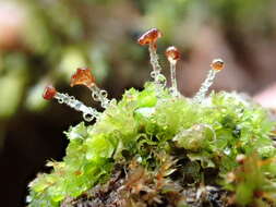 Imagem de Fossombronia wondraczekii (Corda) Dumort. ex Lindb.