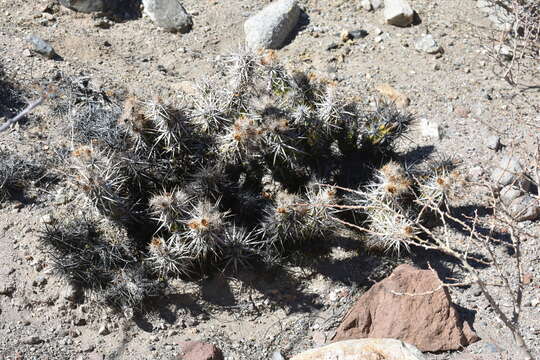 Corynopuntia invicta (Brandegee) F. M. Knuth resmi