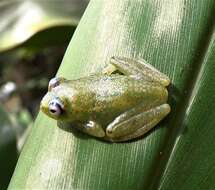 Image of Forest Bright-eyed Frog