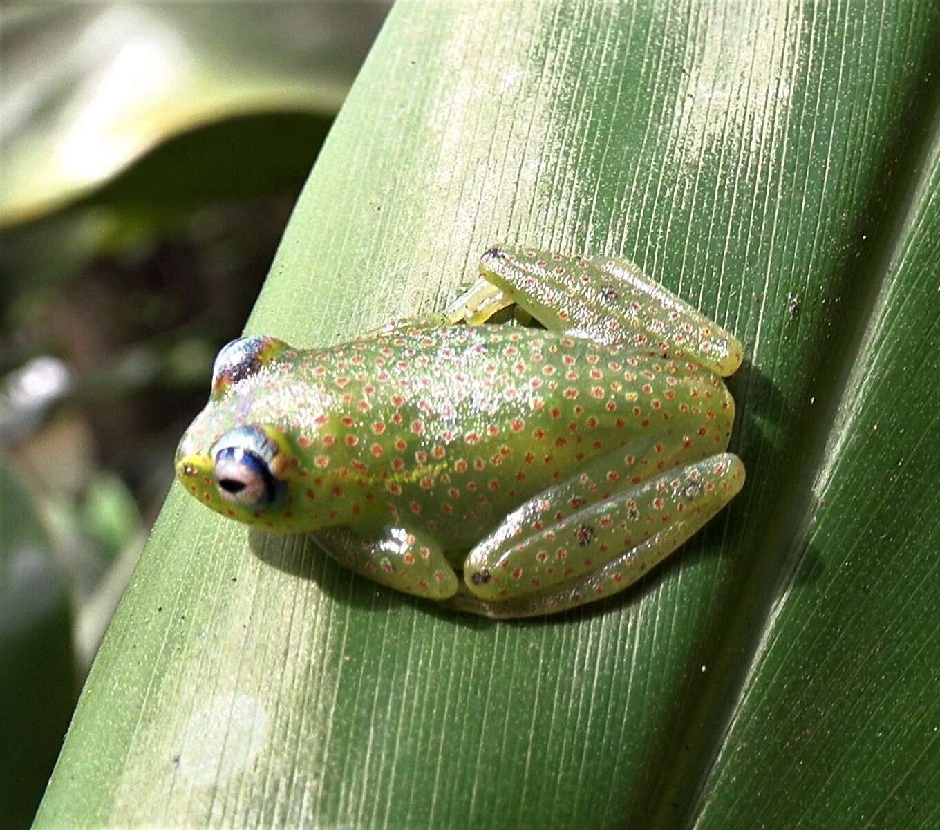 Image of Boophis erythrodactylus (Guibé 1953)