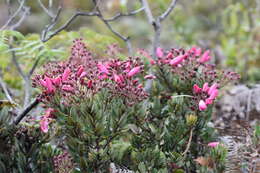 Image of Bejaria zamorae S. E. Clemants