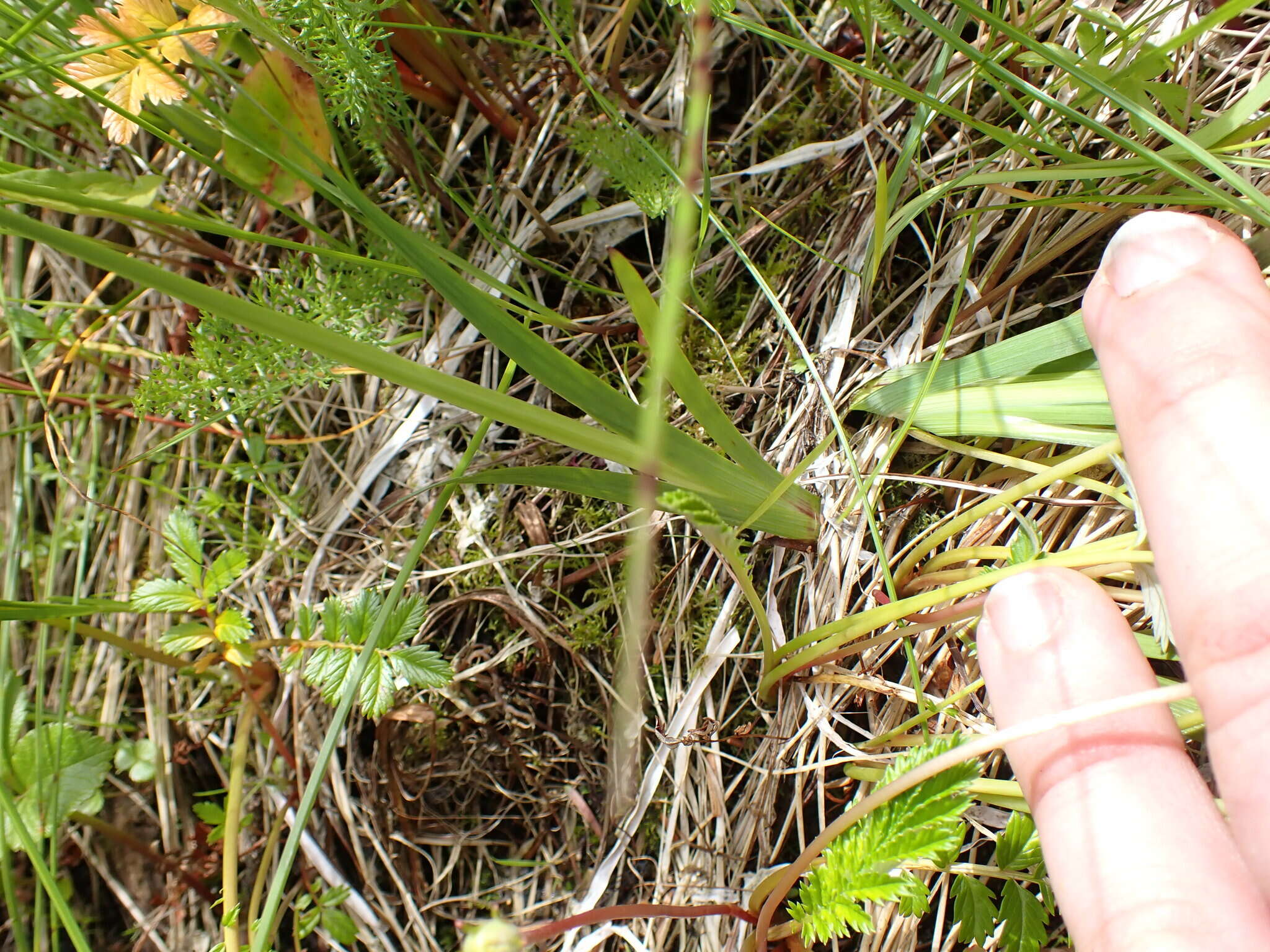 Image of Alaska Blue-Eyed-Grass