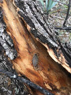 Image of Striped Bark Scorpion