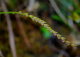 Image de Specklinia gracillima (Lindl.) Pridgeon & M. W. Chase