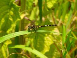 Imagem de Paragomphus lineatus (Selys 1850)