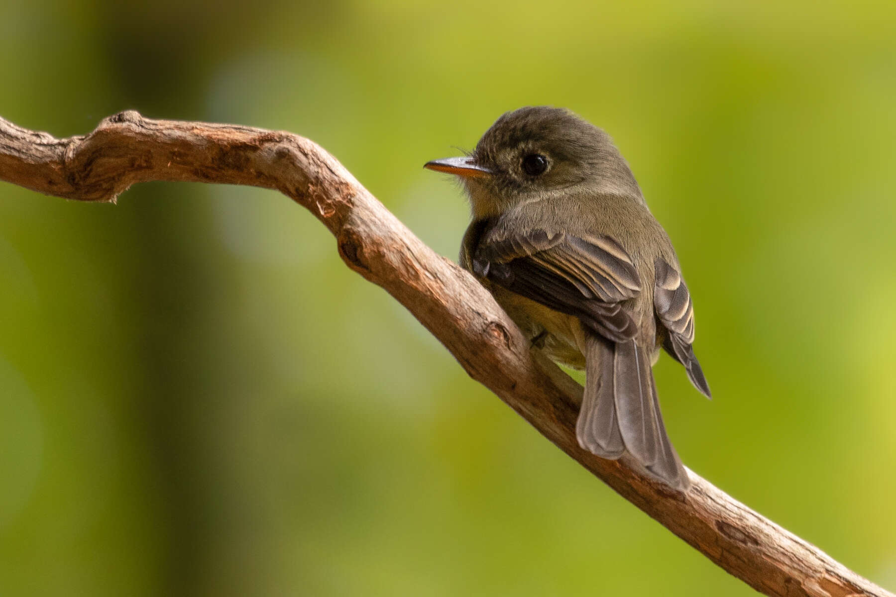 Image of Jamaican Pewee