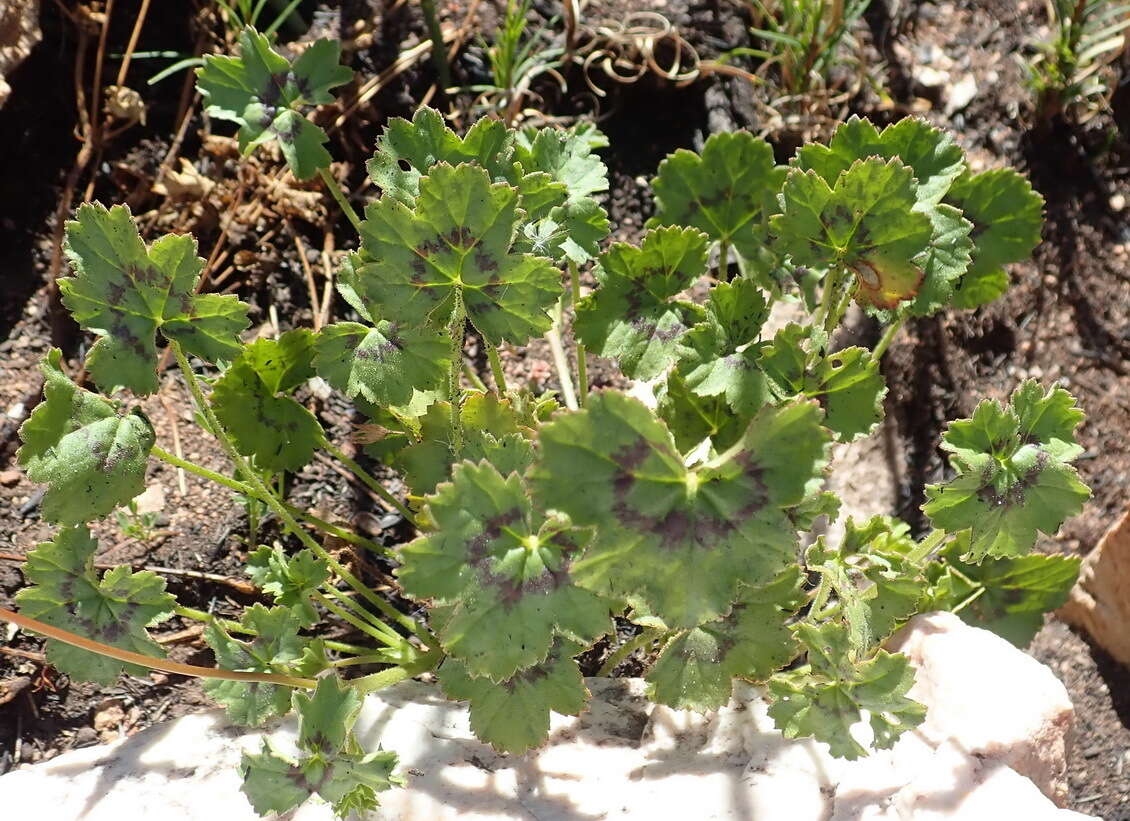 Image of Pelargonium elongatum (Cav.) Steud.