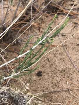 Image of southwestern rabbitbrush