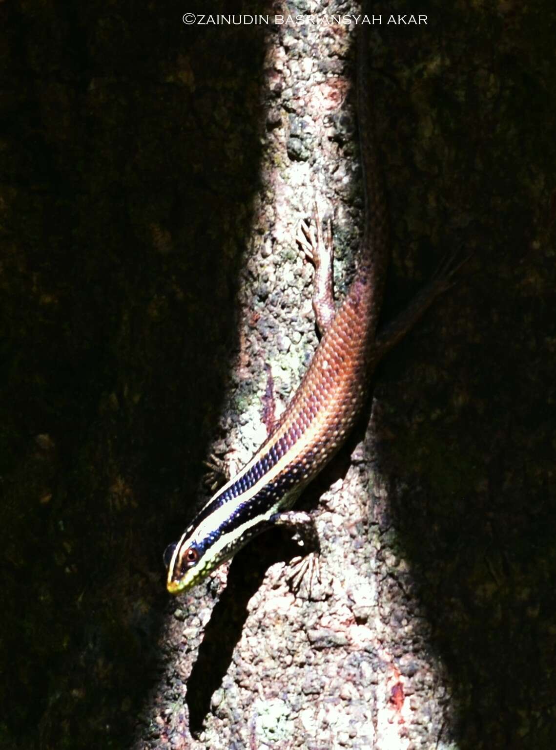 Image of Apterygodon