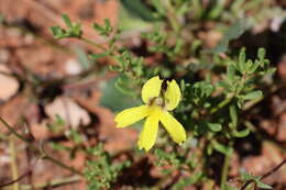 Image of Goodenia arguta