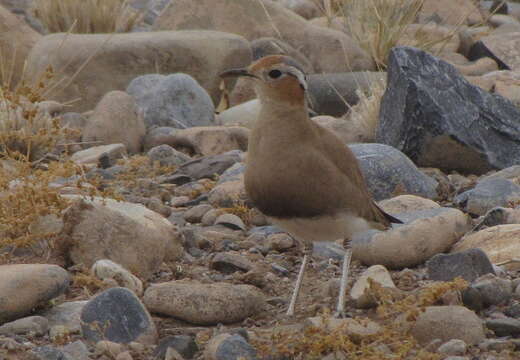 Image of Burchell's Courser