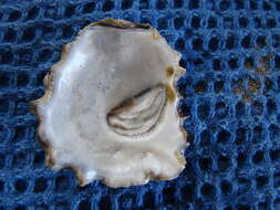 Image of Sydney rock oyster