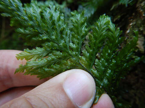 Image of toothed bristle fern