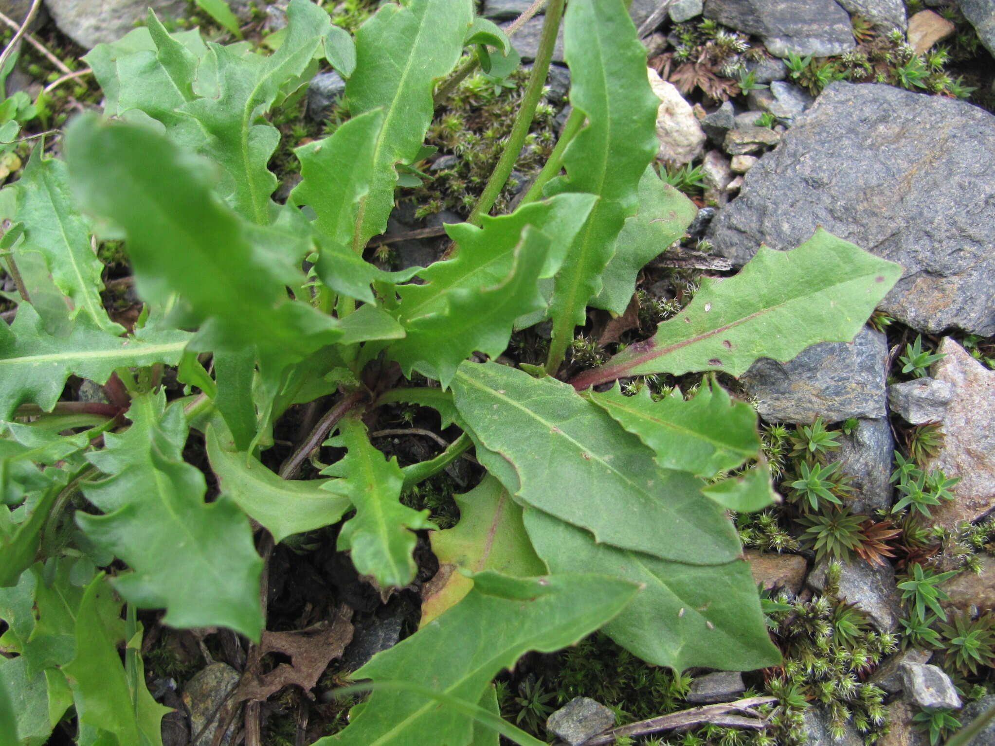 Image of Leontodon caucasicus (M. Bieb.) Fisch.