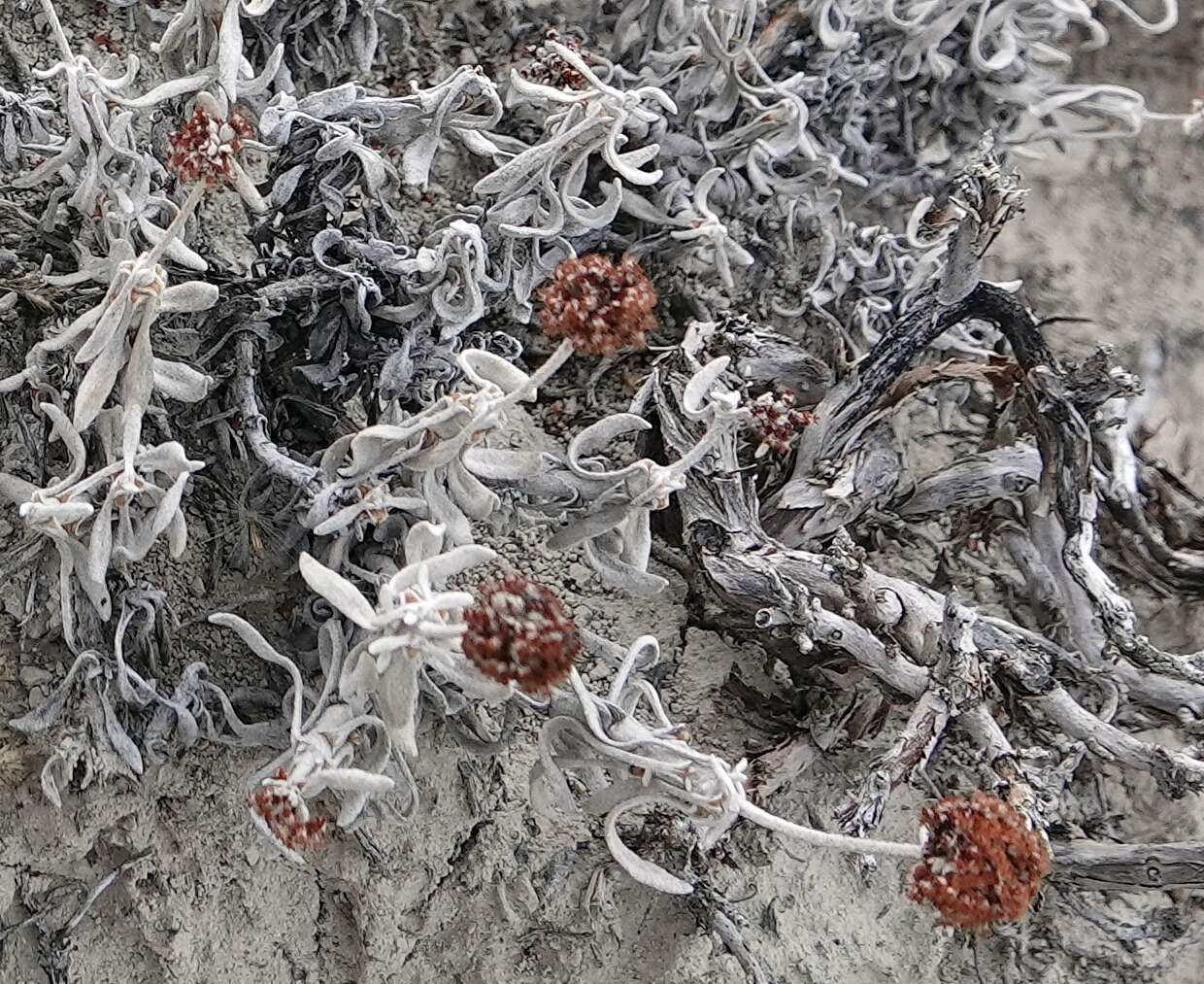 Image of fewflower buckwheat