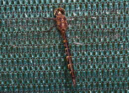 Image of Sentry Dragonfly