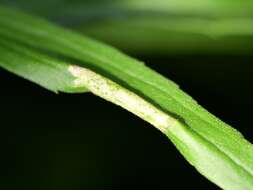 Image of Goldenrod Leaf Miner