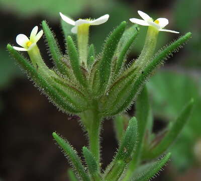 صورة Polycarena silenoides Harv. ex Benth.