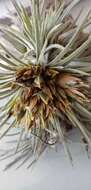 Image of Tillandsia atroviridipetala Matuda