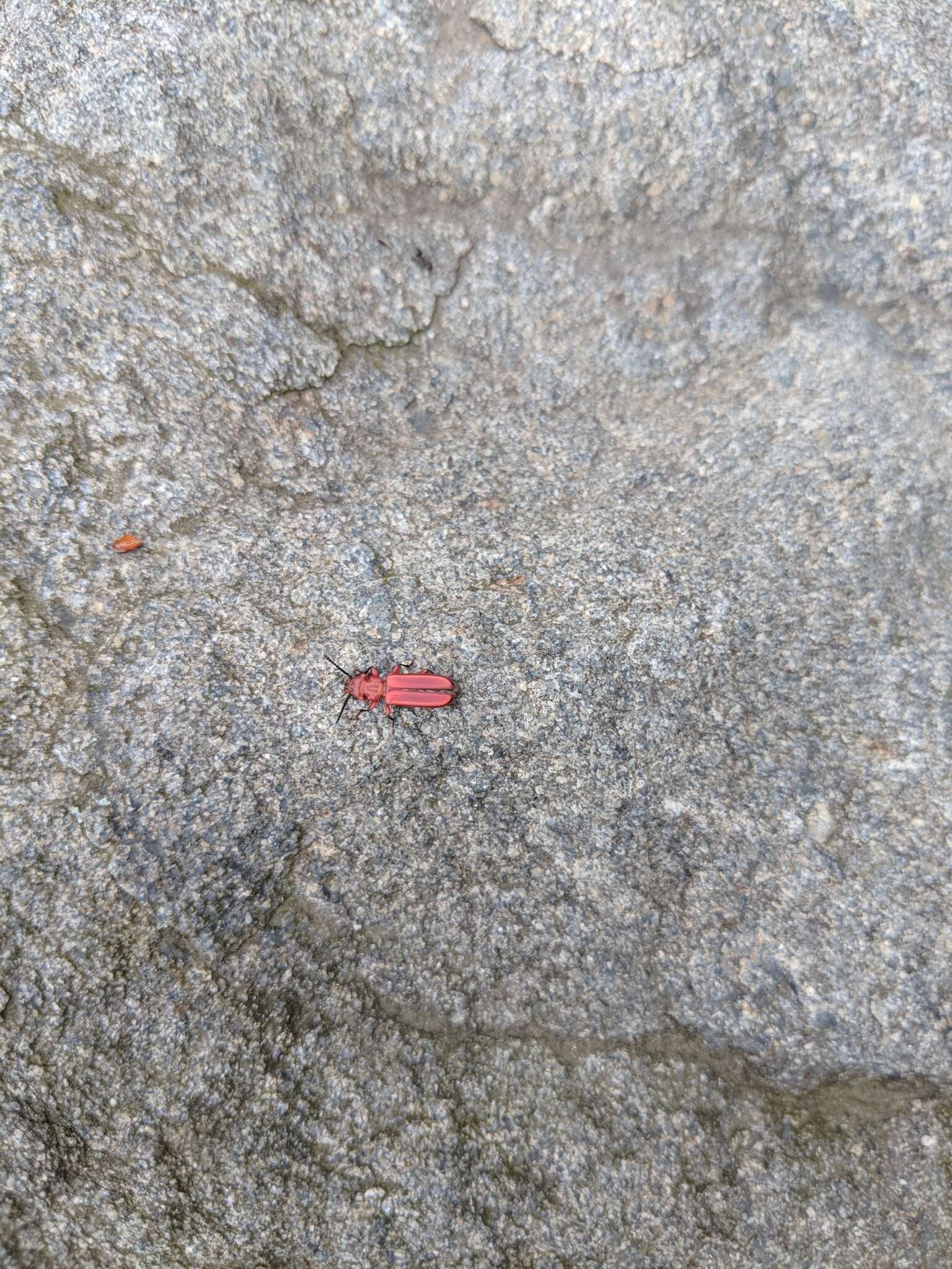 Image of Red Flat Bark Beetle