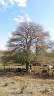 Image of Erythrina velutina Willd.