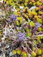 Image of <i>Pedicularis ornithorhynchos</i> Bentham