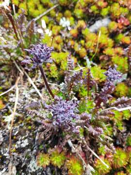 Imagem de <i>Pedicularis ornithorhynchos</i> Bentham