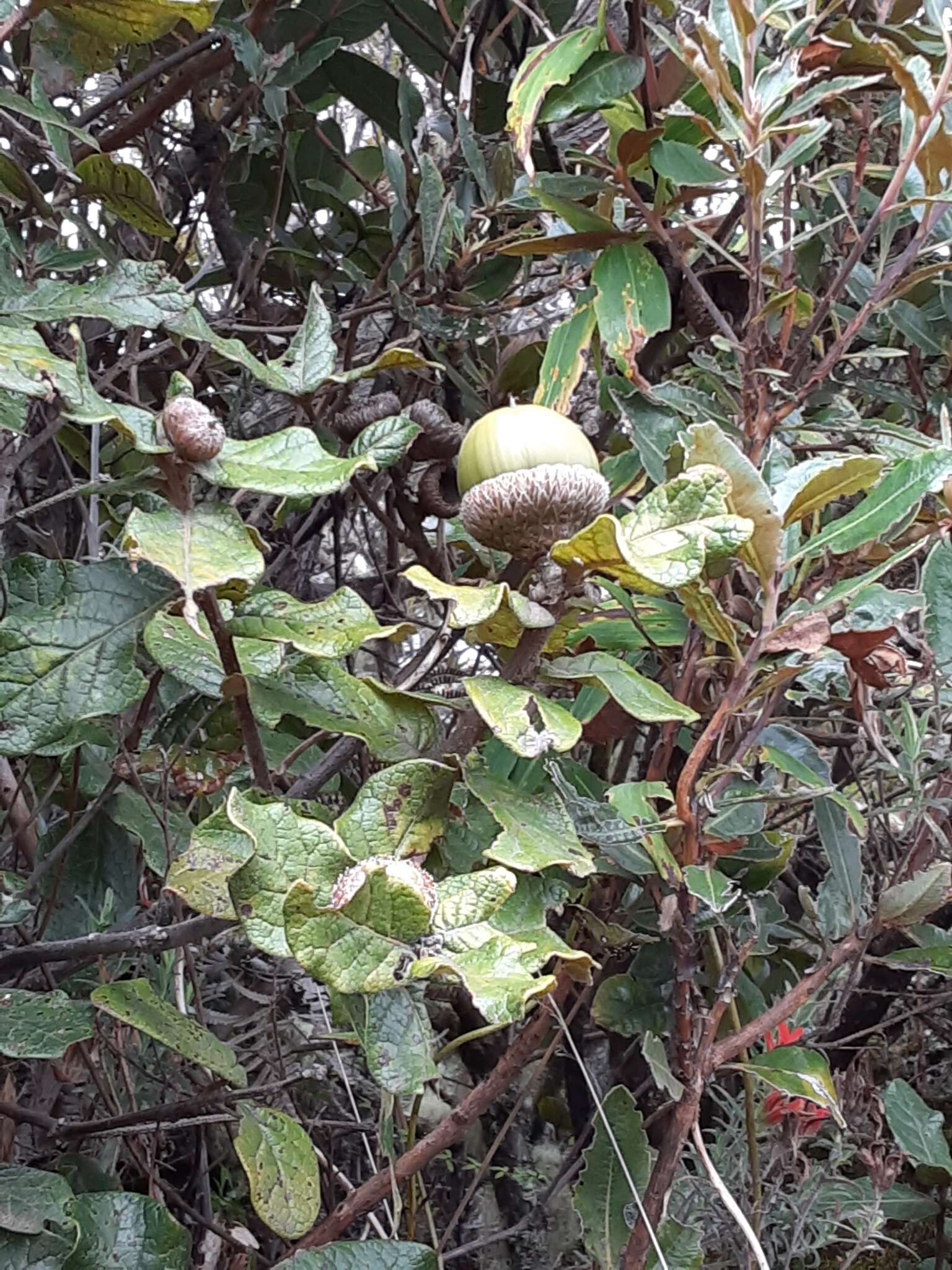 Image of Quercus costaricensis Liebm.