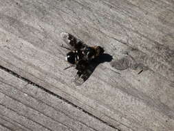 Image of Mottled bee-fly