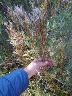 Image of Schizachyrium microstachyum (Desv.) Roseng., B. R. Arrill. & Izag.