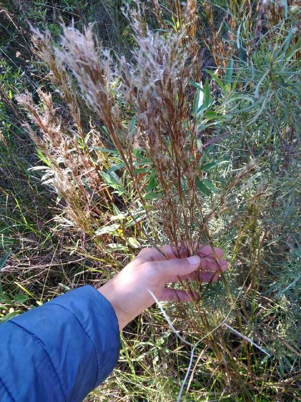 Image of Schizachyrium microstachyum (Desv.) Roseng., B. R. Arrill. & Izag.