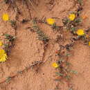 Image of Lampranthus procumbens Klak