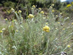 Image of yellow amaranth
