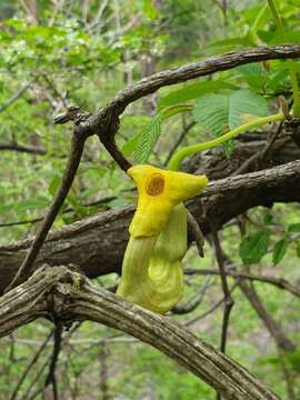 Image of Aristolochia manshuriensis