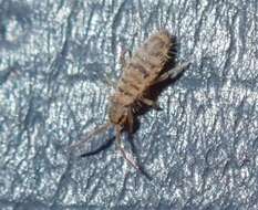 Image of Springtail